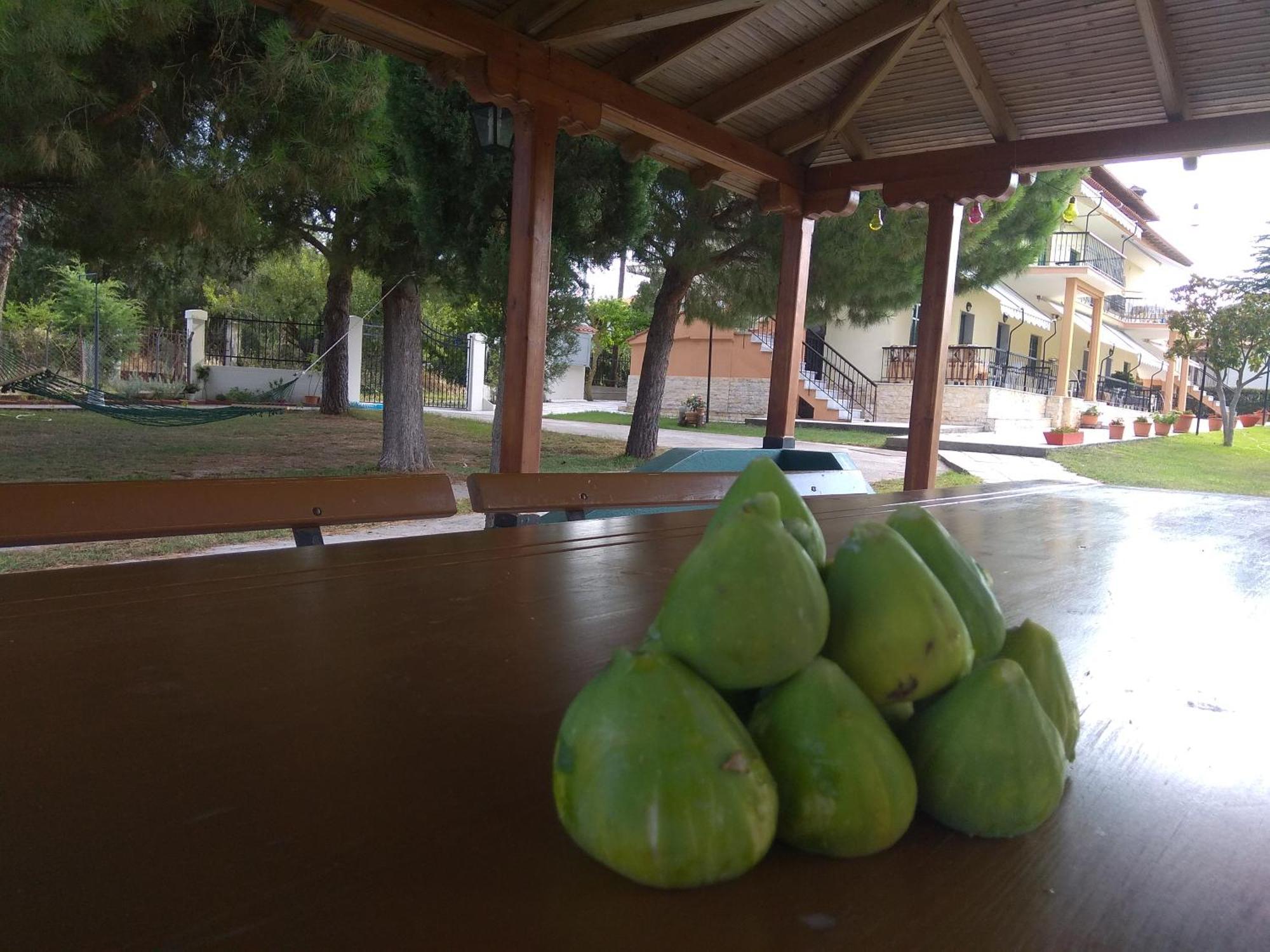 Olive Mare Holidays