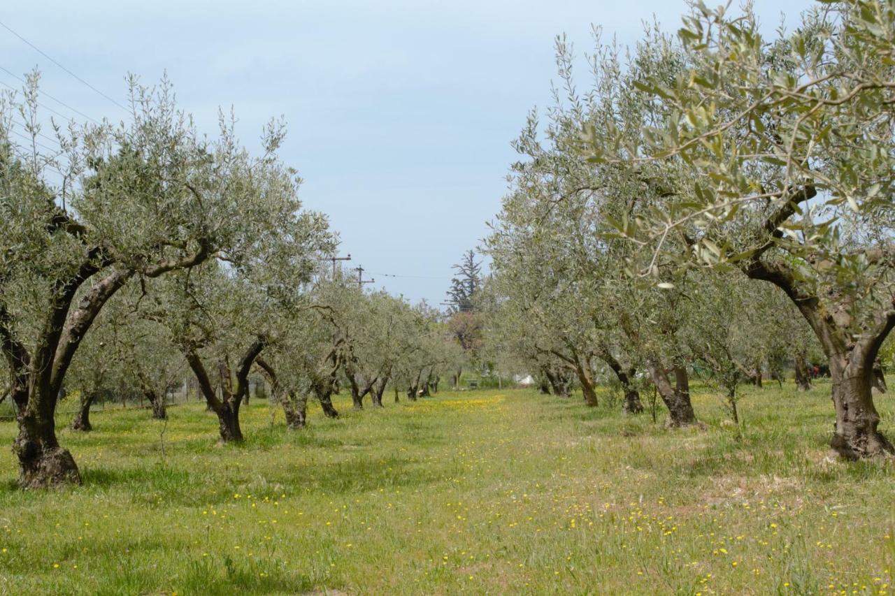 Olive Mare Holidays *